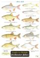 GUIDE TO BRITISH FRESHWATER FISHES. Text by Paul Croft, illustrations by Carol Roberts. A Field Studies Council publication. Laminated fold-out chart.