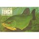 CATCH MORE TENCH. By Bob Church.