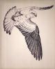 NEEKA THE KESTREL. Written and illustrated by David Rook.