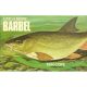 CATCH MORE BARBEL. By Ken Cope.