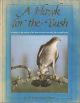 A HAWK FOR THE BUSH: A TREATISE ON THE TRAINING OF THE SPARROW-HAWK AND OTHER SHORT-WINGED HAWKS. By Jack Mavrogordato.
