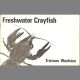 FRESHWATER CRAYFISH. By Tristram Woolston.