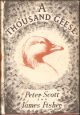 A THOUSAND GEESE. By Peter Scott and James Fisher.
